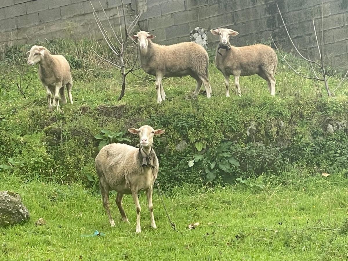 Quinta Do Sonho Villa Resende Eksteriør billede