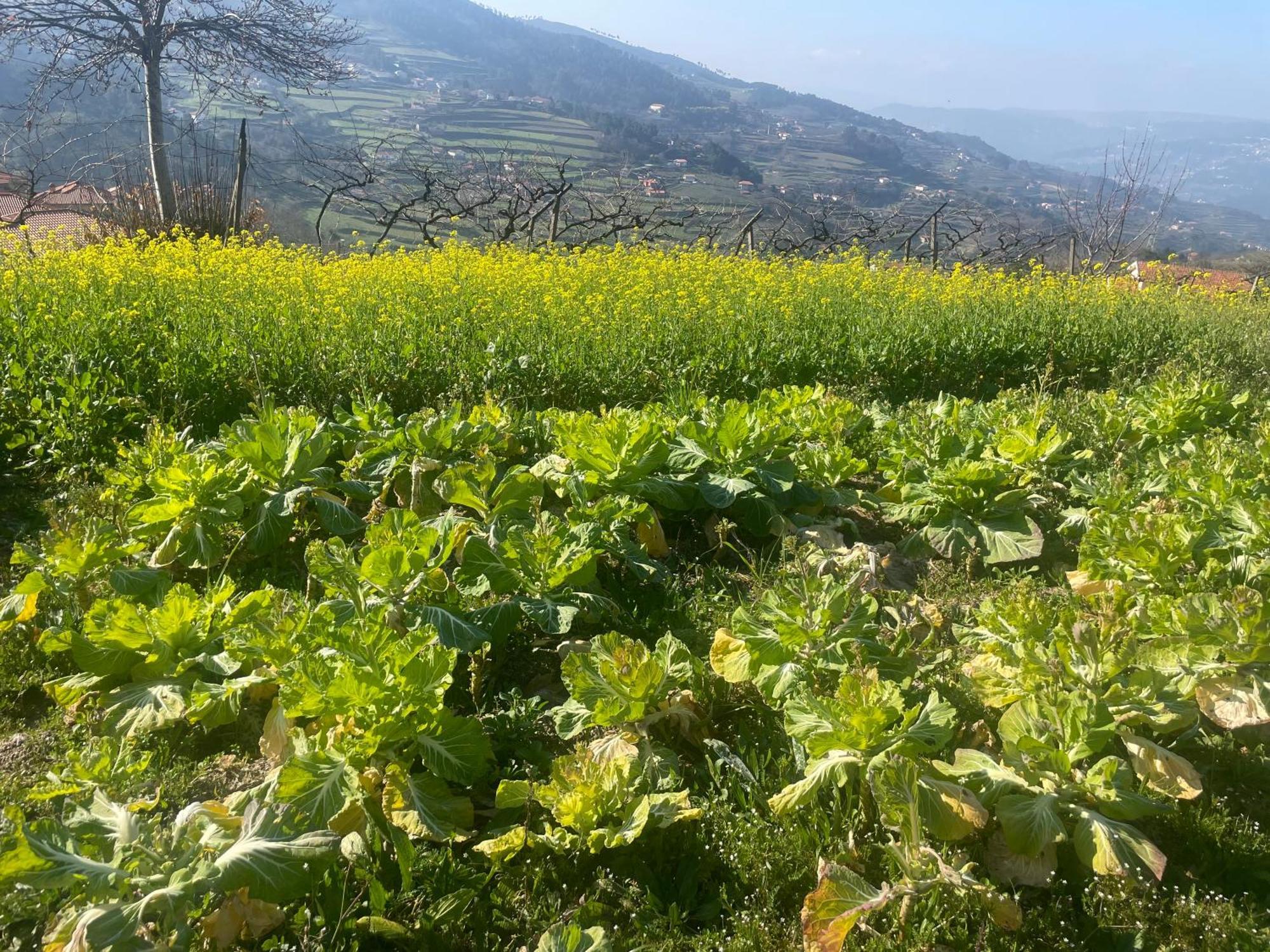 Quinta Do Sonho Villa Resende Eksteriør billede