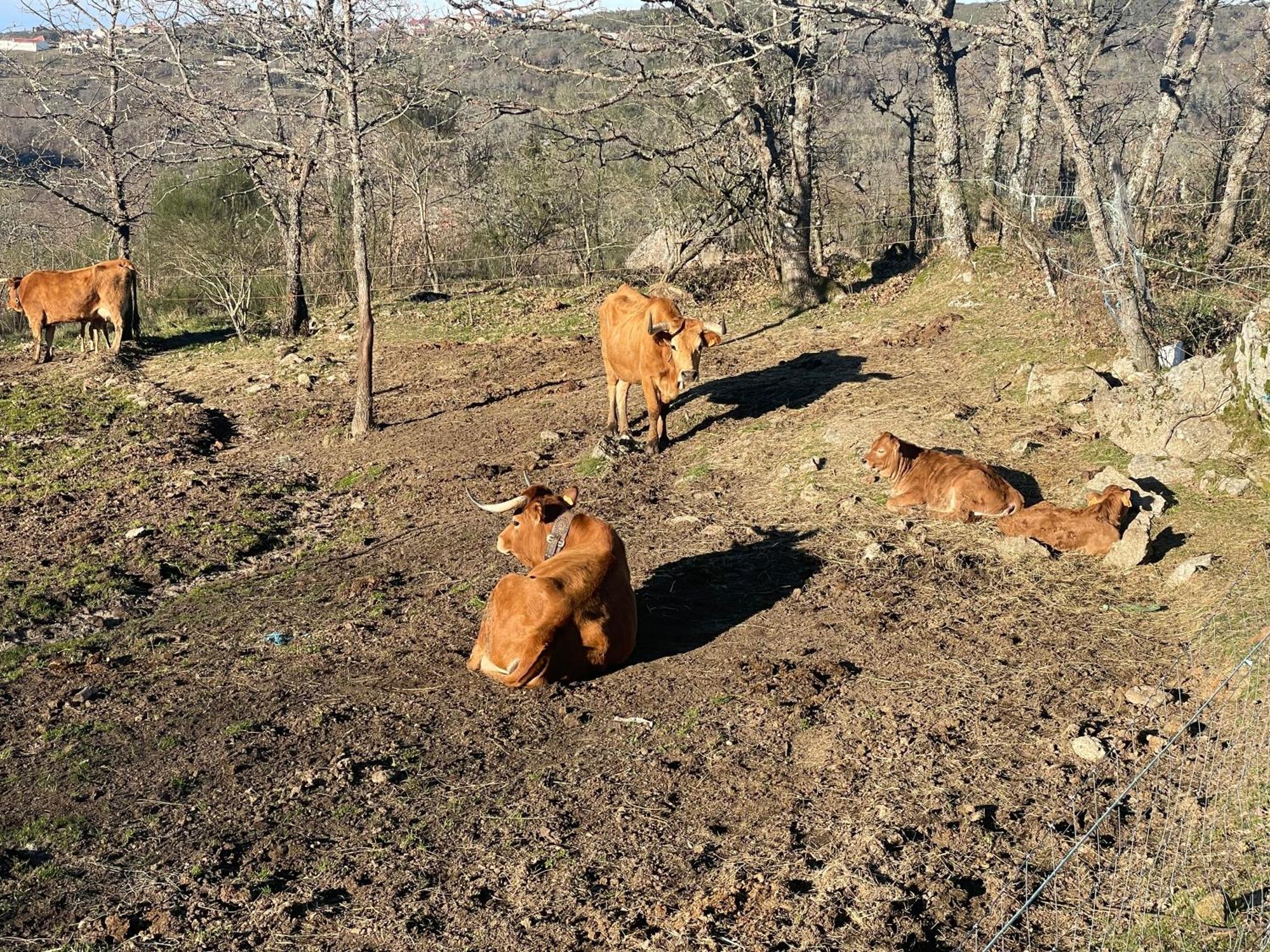 Quinta Do Sonho Villa Resende Eksteriør billede